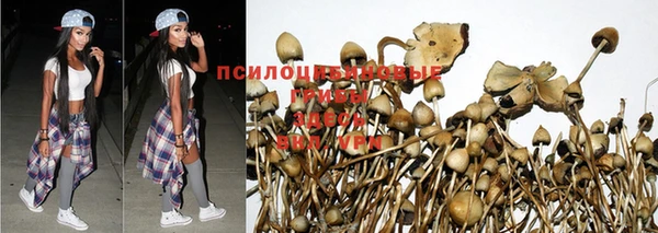 трава Новозыбков